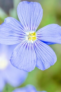 Garten-Lein Linum perenne 'Saphir' 5-10 Topf 9x9 cm (P9)