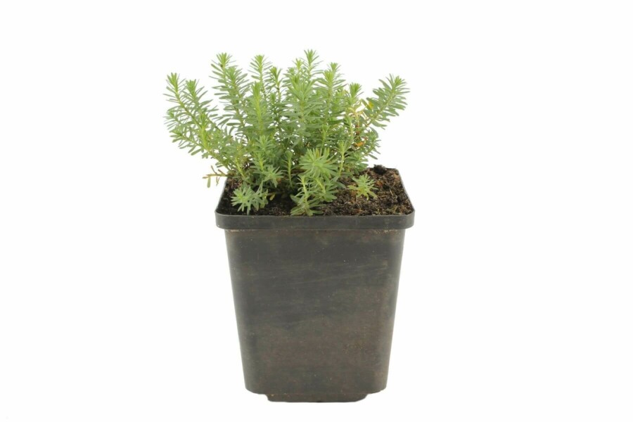 Garten-Lein Linum perenne 'Saphir' 5-10 Topf 9x9 cm (P9) Linum perenne 'Saphir'