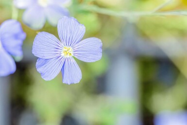 Garten-Lein Linum perenne 'Saphir' 5-10 Topf 9x9 cm (P9)