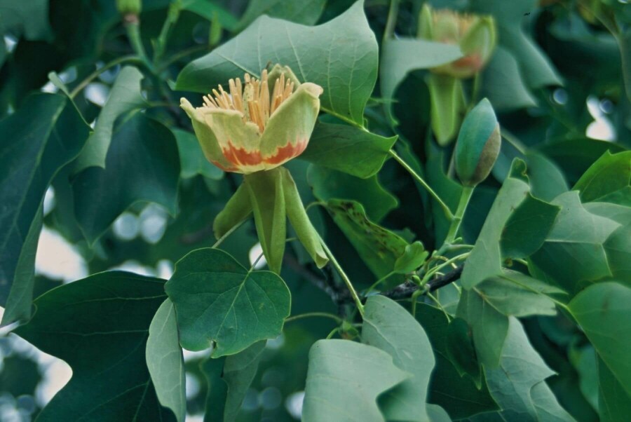 Amerikanischer Tulpenbaum Liriodendron tulipifera Strauch 100-125 Topf 12 ltr. (C12) Liriodendron tulipifera Strauch 100-125 cm