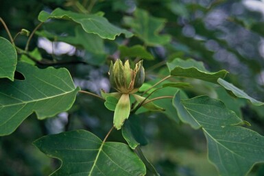 Amerikanischer Tulpenbaum Liriodendron tulipifera Strauch 30-40 Topf 5 ltr. (C5) Liriodendron tulipifera Strauch 30-40 cm