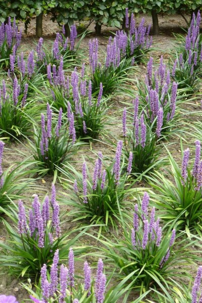 Lilientraube Liriope muscari 'Moneymaker' 10-15 Topf 2 ltr. (C2) Liriope muscari 'Moneymaker'