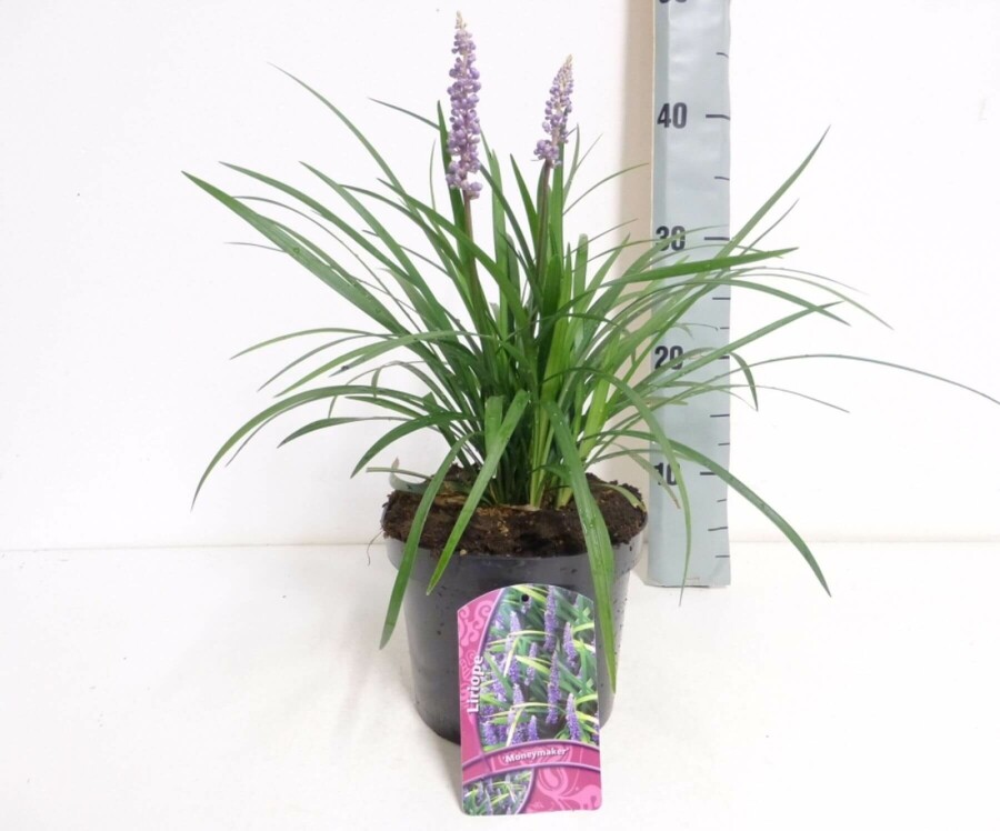 Lilientraube Liriope muscari 'Moneymaker' 10-15 Topf 2 ltr. (C2) Liriope muscari 'Moneymaker'
