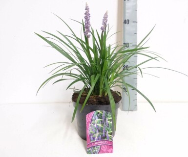 Lilientraube Liriope muscari 'Moneymaker' 10-15 Topf 2 ltr. (C2) Liriope muscari 'Moneymaker'