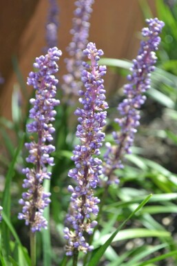 Lilientraube Liriope muscari 'Moneymaker' 10-15 Topf 2 ltr. (C2) Liriope muscari 'Moneymaker'