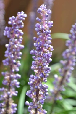 Lilientraube Liriope muscari 'Moneymaker' 5-10 Topf 9x9 cm (P9)