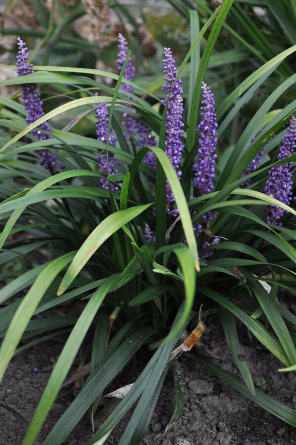Lilientraube Liriope muscari 'Royal Purple' 10-15 Topf 2 ltr. (C2) Liriope muscari 'Royal Purple'