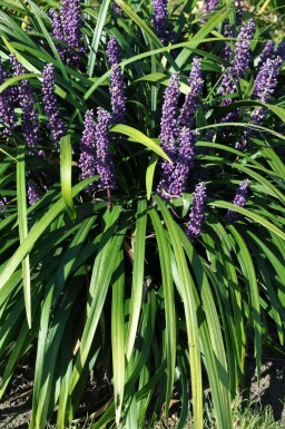 Lilientraube Liriope muscari 'Royal Purple' 5-10 Topf 9x9 cm (P9) Liriope muscari 'Royal Purple'