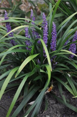 Lilientraube Liriope muscari 'Royal Purple' 5-10 Topf 9x9 cm (P9) Liriope muscari 'Royal Purple'