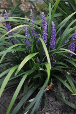 Lilientraube Liriope muscari 'Royal Purple' 5-10 Topf 9x9 cm (P9)