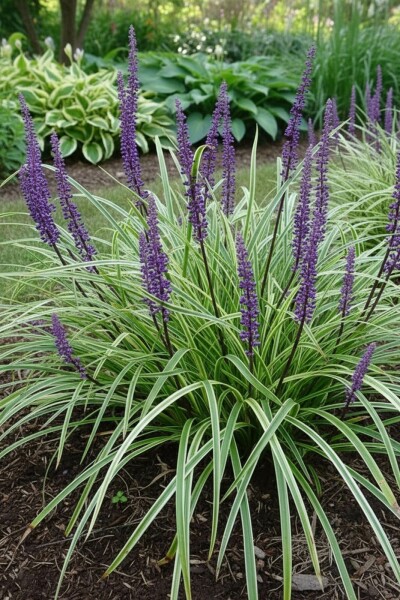 Liriope muscari 'Silvery Sunproof'