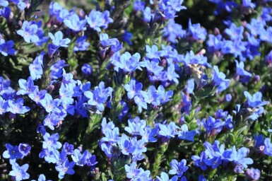 Steinsame Lithodora diffusa 'Heavenly Blue' 5-10 Topf 9x9 cm (P9)