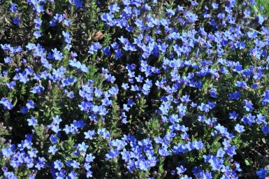 Steinsame Lithodora diffusa 'Heavenly Blue' 5-10 Topf 9x9 cm (P9) Lithodora diffusa 'Heavenly Blue'