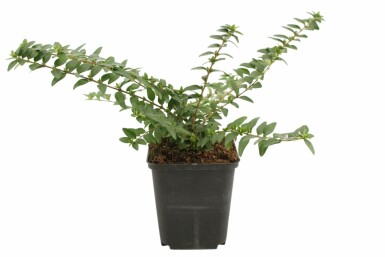 Immergrüne Heckenkirsche Lonicera nitida 'Maigrün' 5-10 Topf 9x9 (P9) Lonicera nitida 'Maigrün' Strauch 5-10 cm