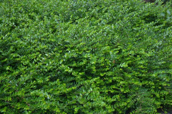 norway spruce planting Norway Spruce – Plant Detectives main image 0