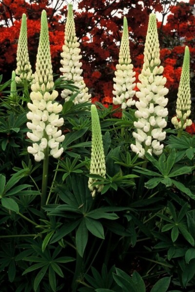 Garten-Lupine Lupinus 'Noble Maiden' 5-10 Topf 9x9 cm (P9) Lupinus 'Noble Maiden'