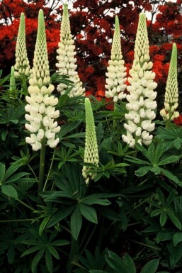 Garten-Lupine Lupinus 'Noble Maiden' 5-10 Topf 9x9 cm (P9)