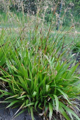 Waldmarbel Luzula sylvatica 5-10 Topf 9x9 cm (P9)