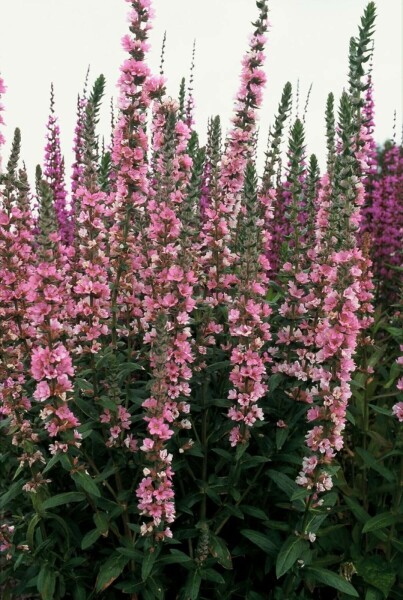 Blut-Weiderich Lythrum salicaria 'Blush' 5-10 Topf 9x9 cm (P9) Lythrum salicaria 'Blush'