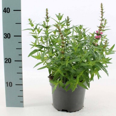 Blut-Weiderich Lythrum salicaria 'Robert' 10-15 Topf 2 ltr. (C2) Lythrum salicaria 'Robert'