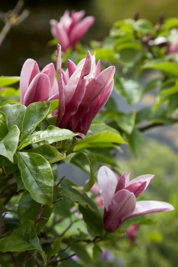 Rote Tulpenmagnolie Magnolia 'Susan' Strauch 60-80 Topf 10 ltr. (C10) Magnolia 'Susan' Strauch 60-80 cm
