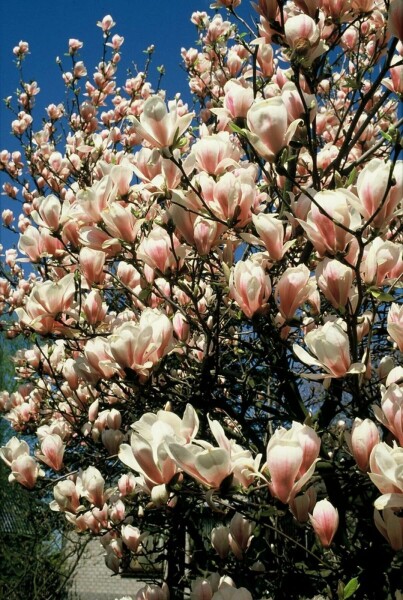 Tulpen-Magnolie Magnolia soulangeana Strauch 125-150 Topf 12 ltr. (C12) Magnolia soulangeana Strauch 125-150 cm