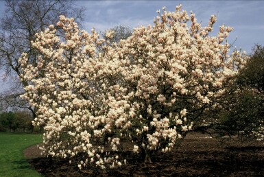 Magnolia × soulangeana C12 125-150