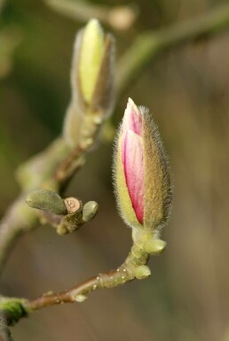 Magnolia × soulangeana C12 125-150