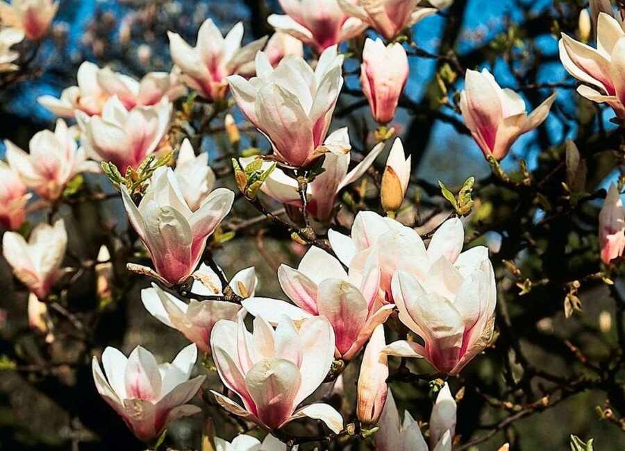 Tulpen-Magnolie Magnolia soulangeana Strauch 20-30 Topf 2 ltr. (C2) Magnolia soulangeana Strauch 20-30 cm