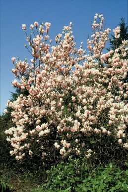 Tulpen-Magnolie Magnolia soulangeana Strauch 20-30 Topf 2 ltr. (C2) Magnolia soulangeana Strauch 20-30 cm