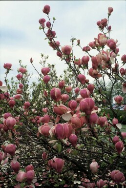Magnolia × soulangeana 'Lennei' C12 125-150