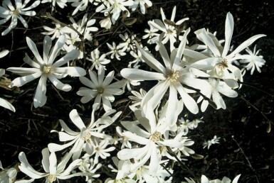Magnolia stellata C10 80-100