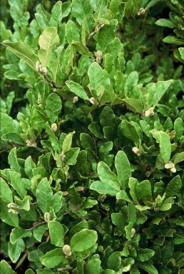 Stern-Magnolie Magnolia stellata Strauch 80-100 Topf 12 ltr. (C12) Magnolia stellata Strauch 80-100 cm