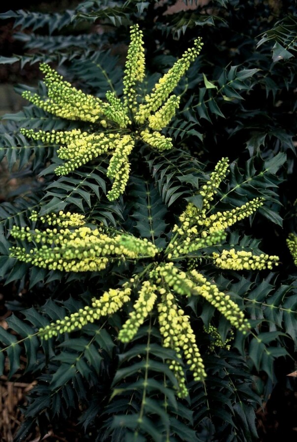 Mahonie Mahonia media 'Winter Sun' Strauch 40-60 Topf 10 ltr. (C10) Mahonia media 'Winter Sun' Strauch 40-60 cm