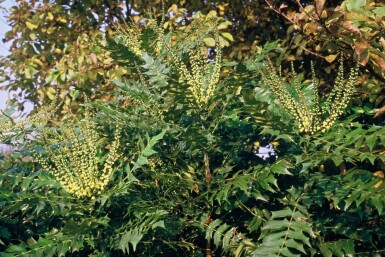 Mahonie Mahonia media 'Winter Sun' Strauch 60-80 Topf 12 ltr. (C12) Mahonia media 'Winter Sun' Strauch 60-80 cm