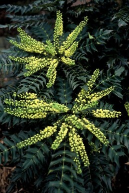 Mahonie Mahonia media 'Winter Sun' Strauch 20-30 Topf 3 ltr. (C3) Mahonia media 'Winter Sun' Strauch 20-30 cm