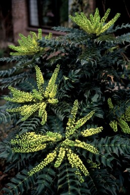 Mahonie Mahonia media 'Winter Sun' Strauch 20-30 Topf 3 ltr. (C3)