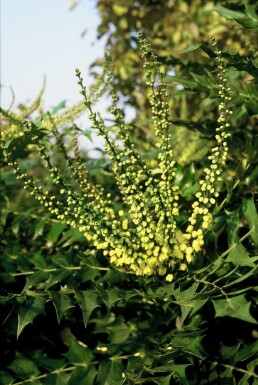 Mahonie Mahonia media 'Winter Sun' Strauch 20-30 Topf 3 ltr. (C3)