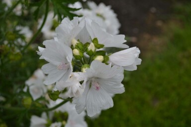 Moschus-Malve Malva moschata 'Alba' 5-10 Topf 9x9 cm (P9)