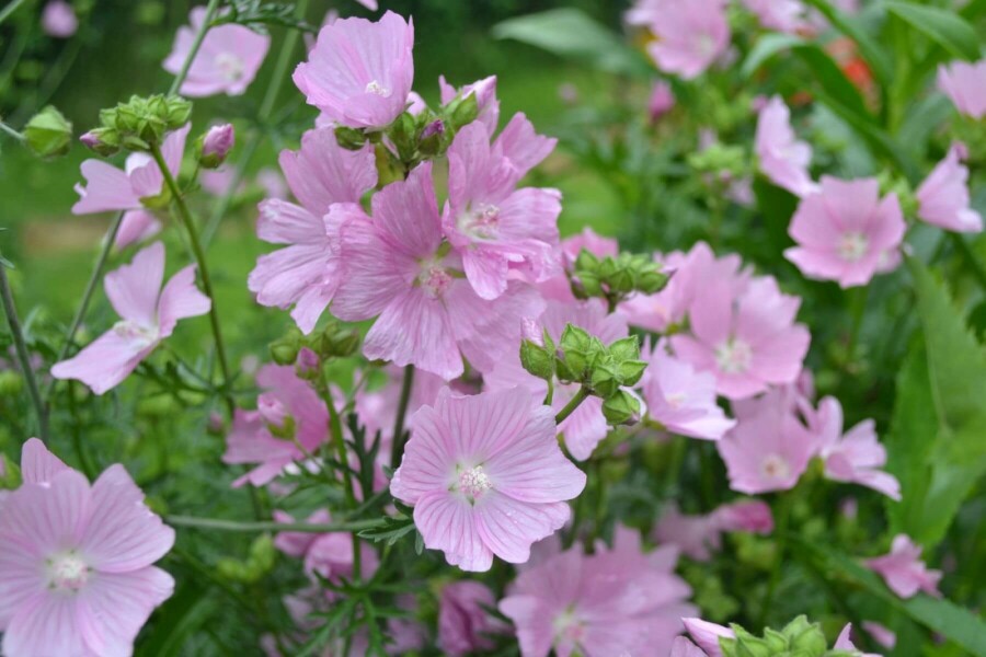 Moschus-Malve Malva moschata 'Rosea' 5-10 Topf 9x9 cm (P9) Malva moschata 'Rosea'
