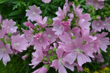 Moschus-Malve Malva moschata 'Rosea' 5-10 Topf 9x9 cm (P9) Malva moschata 'Rosea'