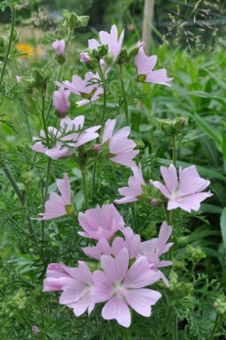 Moschus-Malve Malva moschata 'Rosea' 5-10 Topf 9x9 cm (P9) Malva moschata 'Rosea'