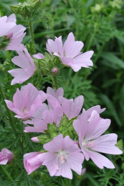 Moschus-Malve Malva moschata 'Rosea' 5-10 Topf 9x9 cm (P9) Malva moschata 'Rosea'