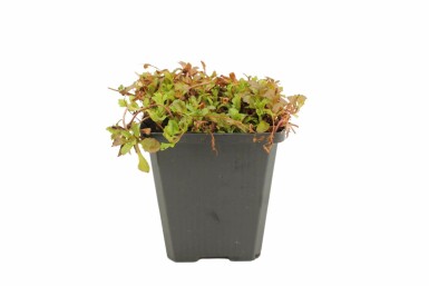 Lippenmäulchen Mazus reptans 5-10 Topf 9x9 cm (P9) Mazus reptans