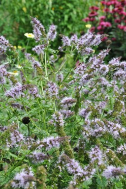 Mentha piperita