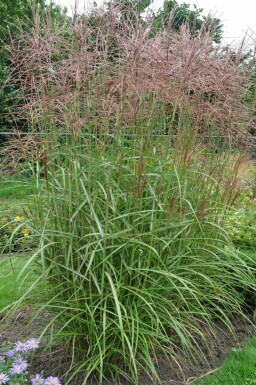 Chinaschilf Miscanthus sinensis 'Ferner Osten' 5-10 Topf 9x9 cm (P9) Miscanthus sinensis 'Ferner Osten'