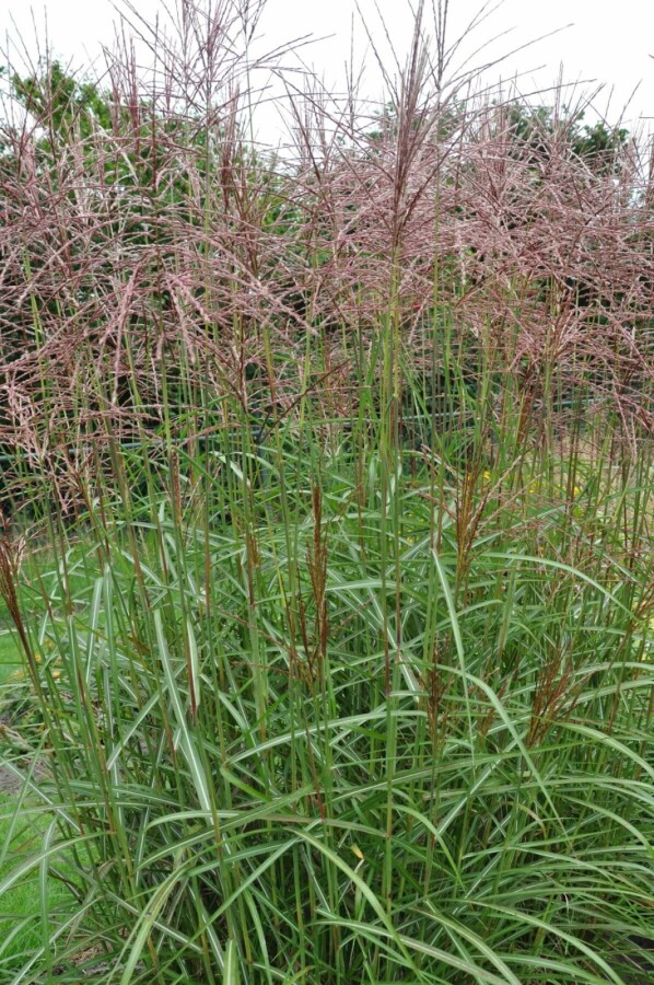 Chinaschilf Miscanthus sinensis 'Ferner Osten' 5-10 Topf 9x9 cm (P9) Miscanthus sinensis 'Ferner Osten'