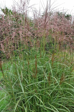 Chinaschilf Miscanthus sinensis 'Ferner Osten' 5-10 Topf 9x9 cm (P9) Miscanthus sinensis 'Ferner Osten'