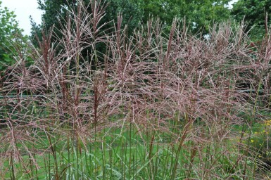 Chinaschilf Miscanthus sinensis 'Ferner Osten' 5-10 Topf 9x9 cm (P9) Miscanthus sinensis 'Ferner Osten'