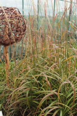Chinaschilf Miscanthus sinensis 'Ghana' 5-10 Topf 9x9 cm (P9) Miscanthus sinensis 'Ghana'